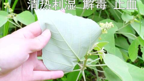 树叶白姨最新爆料,娱乐圈最新爆料大起底